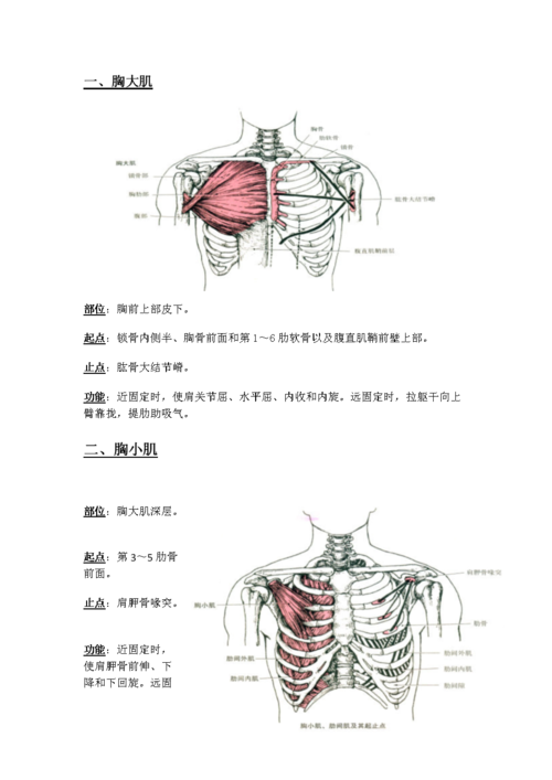 肌肉起止点综述.docx