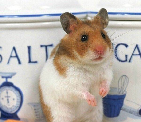 虎纹金丝熊 母熊