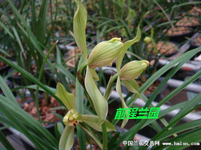 壮苗春剑梅瓣-子母苗特价