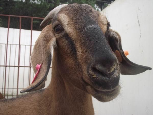 简阳大耳羊种羊价格_简阳大耳羊种母羊