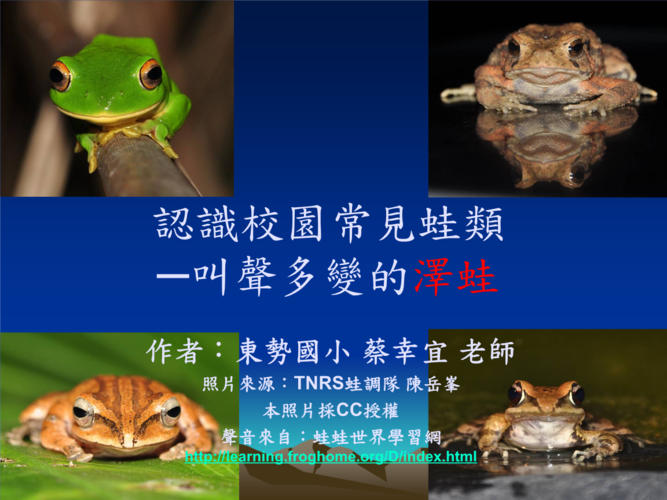 认识校园常见蛙类腹斑蛙.ppt