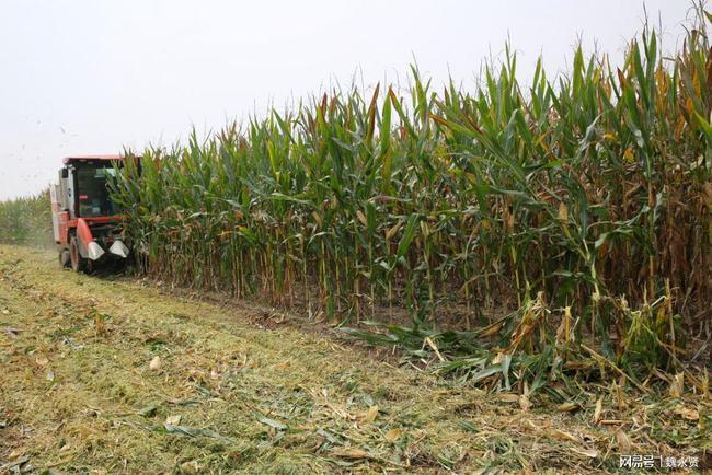 西安少陵原玉米丰收,国庆假期村民抢收玉米,收割机成香饽饽