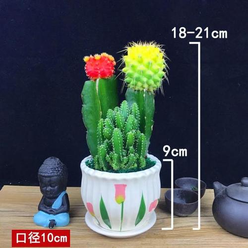 植物仙人掌盆栽仙人球肉万植物肉盆栽组合防辐射重山肉多办公室_7折