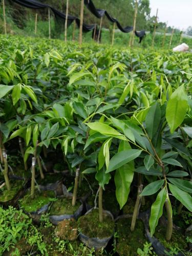 奇楠沉香树 沉香奇楠苗,品种靓出油快,常年供应!