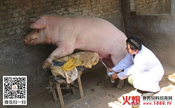 的方法目前在养猪生产中有应用,比如在每份精液中加入催产素,前列腺素