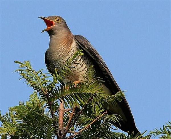 杜鹃鸟的图片资料 杜鹃鸟吃什么