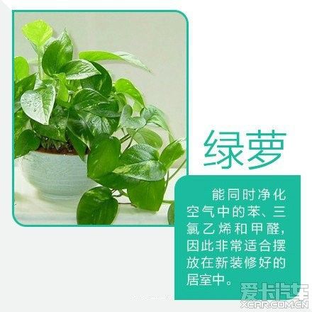 ②绿萝:适合摆放在新居