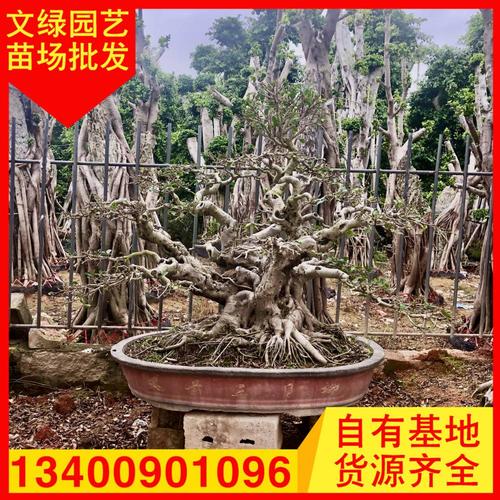 造型小叶榕桩头百年老木桩头榕树盆景基地直销