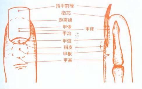 因为构成指甲的物资均由脏腑提供,所以指甲的生长通常与身体的健康