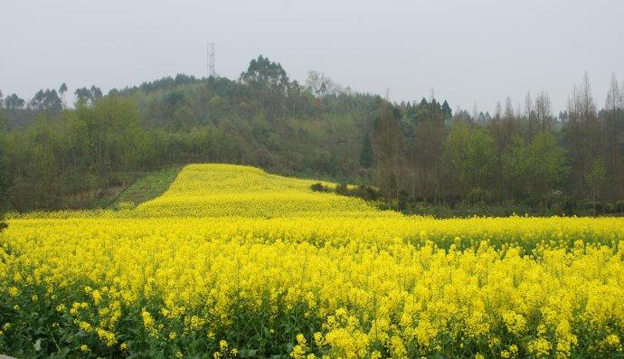 又去崇州的重庆路看油菜花花