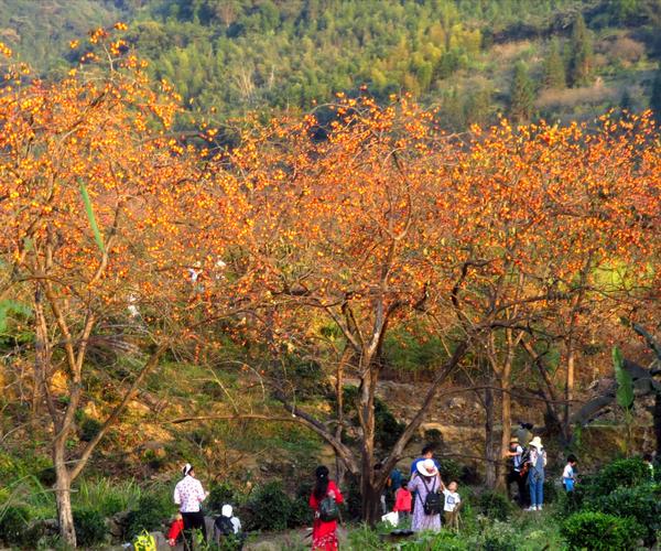 从化桂峰山柿子红遍山头