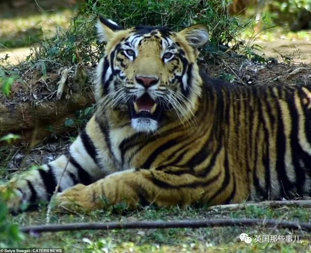 这两只老虎的尾巴上,几乎全是黑色,比如尾巴上,一般老虎尾巴上有一