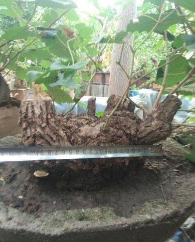 出售精美野葡萄盆景