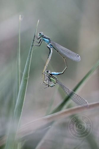 中国摄影网签约摄影师陈书铎作品——昆虫的乐趣