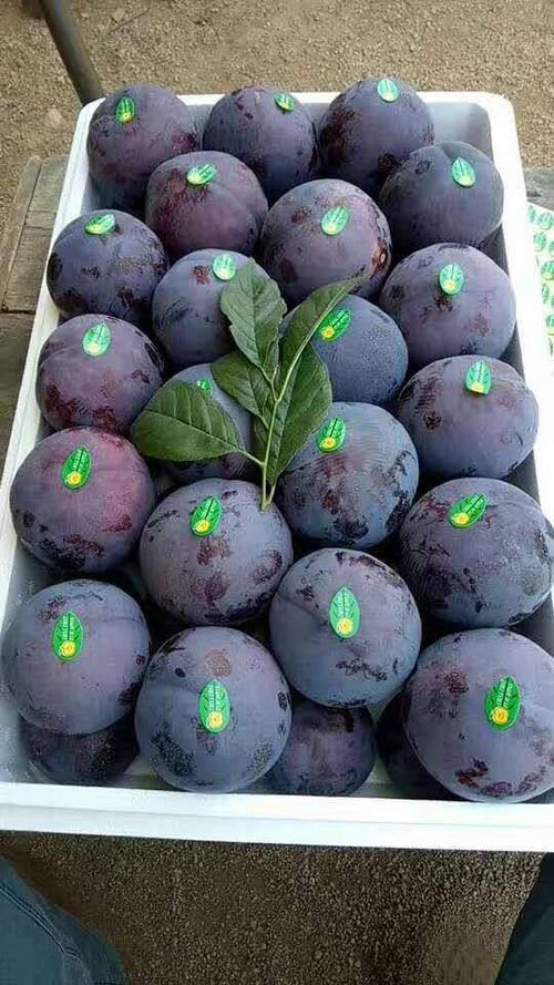 预售黑霸李子,产地直销,60mm以上精品一级果,品.