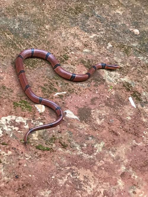 云南一高中校园内现罕见红蛇蛇身修长色泽鲜亮极其稀罕