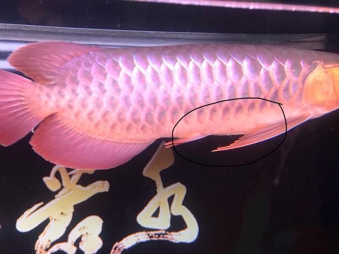 红龙身上为什么有这种红点的, - 龙鱼玩家 - 龙鱼之巅