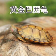 黄金巴西龟