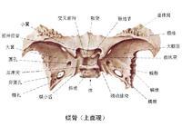 蝶骨分为体,小翼,大翼和翼突四个部分.