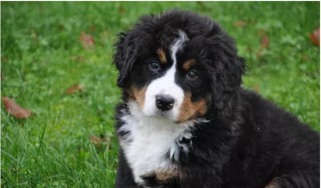 原创伯恩山犬是瑞士四种山地犬之一会避开陌生人但姿态坚定