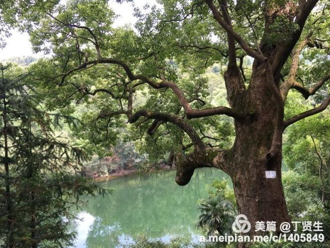 江湾镇晓起村龙回坦组的樟树.