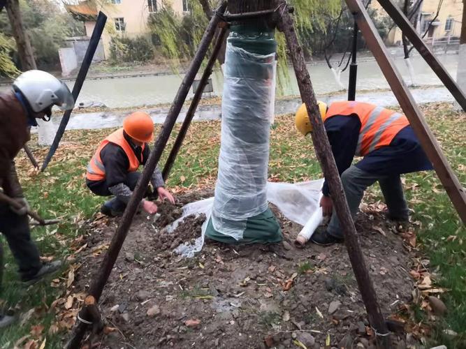 给园林植物保暖,市园林中心全力做好绿化养护防寒防冻