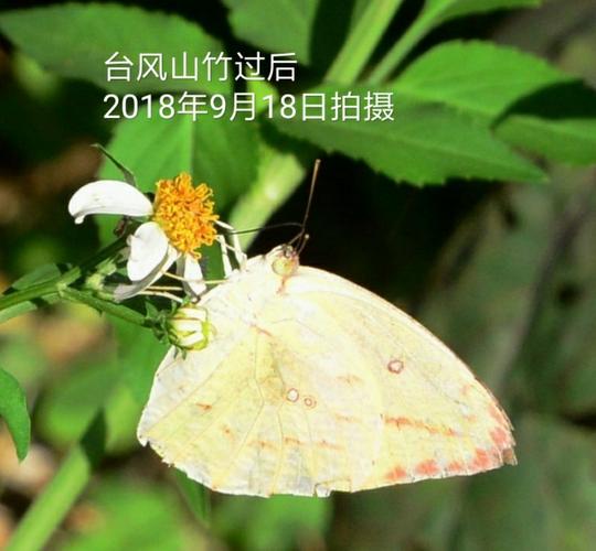 粉蝶,翅展35-55毫米,是中小型蝴蝶 多数粉蝶的幼虫是危害蔬菜或果树的