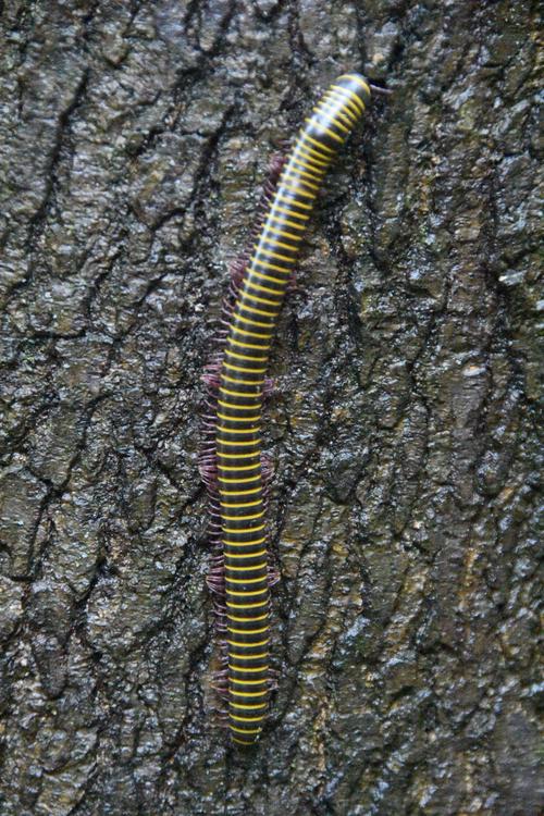 爬山时遇见千足虫马陆,第一次见到那么多脚的虫