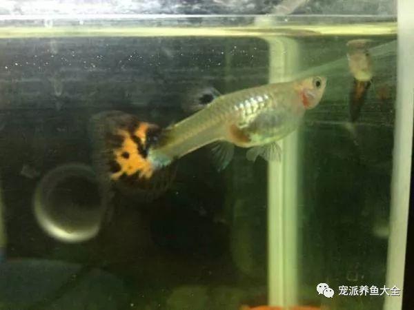 宠派养鱼大全 看腹部 母孔雀鱼怀孕后腹部会日渐膨大,这是判断怀孕