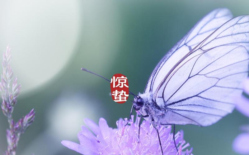传统节日惊蛰到来
