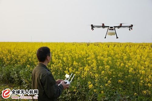 无人机给油菜打药