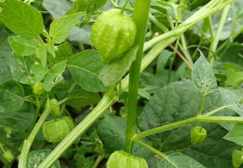 姑娘果如何种植才是最正确的,需要掌握哪些方法,才能