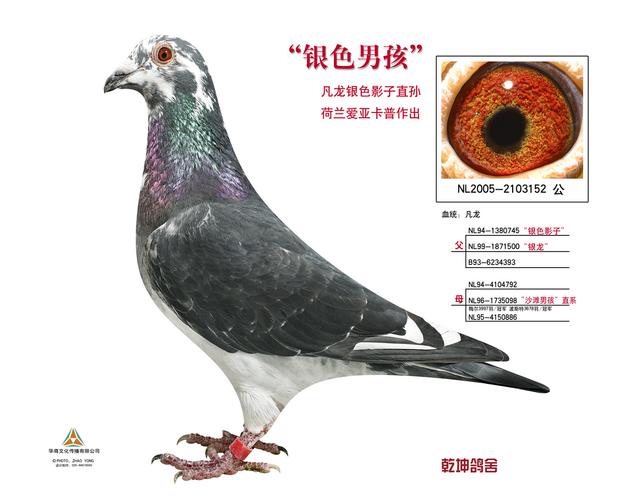 信鸽特征