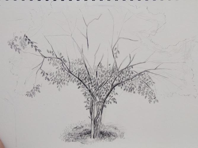 素描树木步骤图,看看思路清晰吗