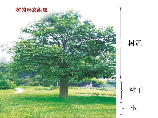 树的形态组成 树冠 树干 根