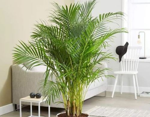 散尾葵的寓意与风水是什么