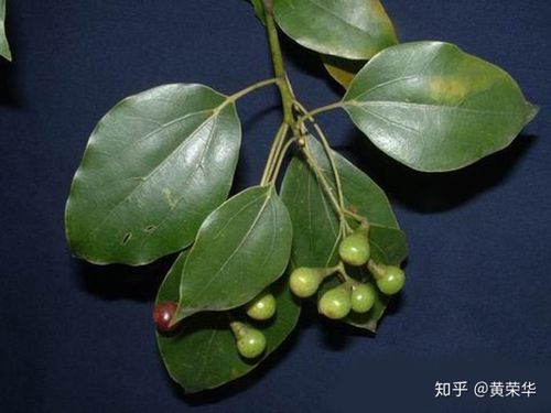 香樟树就像是苏东坡的书法,圆润连绵,俊秀飘逸,却又