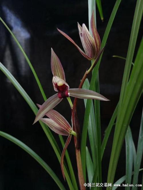 引种春剑红尊回家