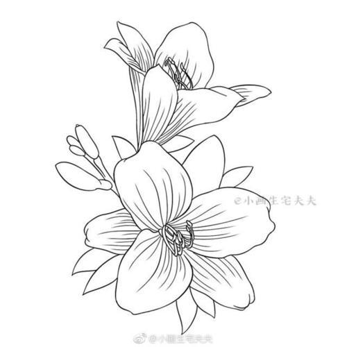 幼儿绘画必备百合花简笔画图片教程百合花简笔画百合花简笔画图片大全