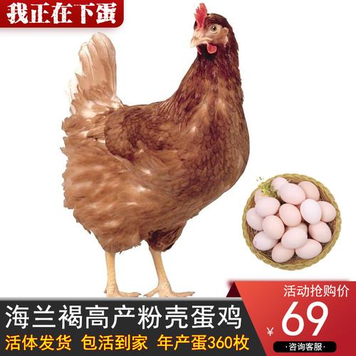 一斤三两海兰褐产蛋鸡脱温红毛蛋鸡半大青年鸡下蛋鸡散养单只包活