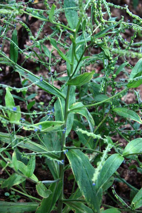 【琉璃草】紫草科,琉璃草属