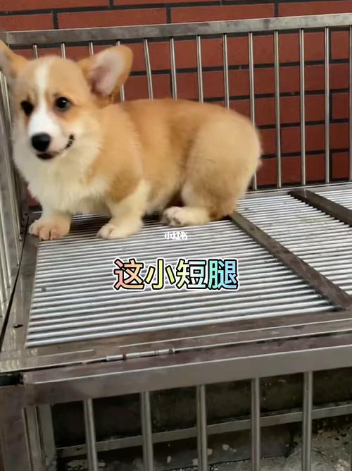真的爱啦这个小短腿_柯基_柯基宝宝_宠物_狗_晒狗