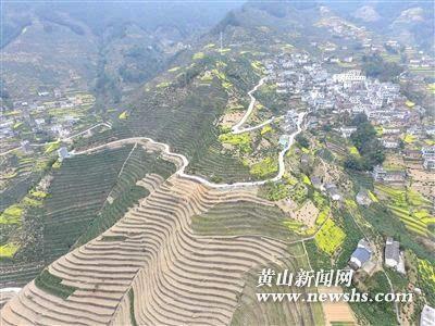 4月17日,蜈蚣岭村村民在采摘白茶.