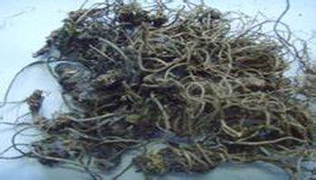 (《纲目》)  【异名】豆鼓菜根,九转香,雷公七(《贵州民间方药集》)