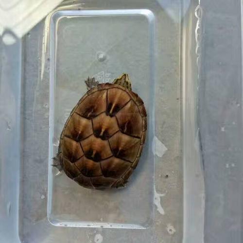 果核龟苗蛋龟深水巨头虎纹宠物龟包邮包风险龟