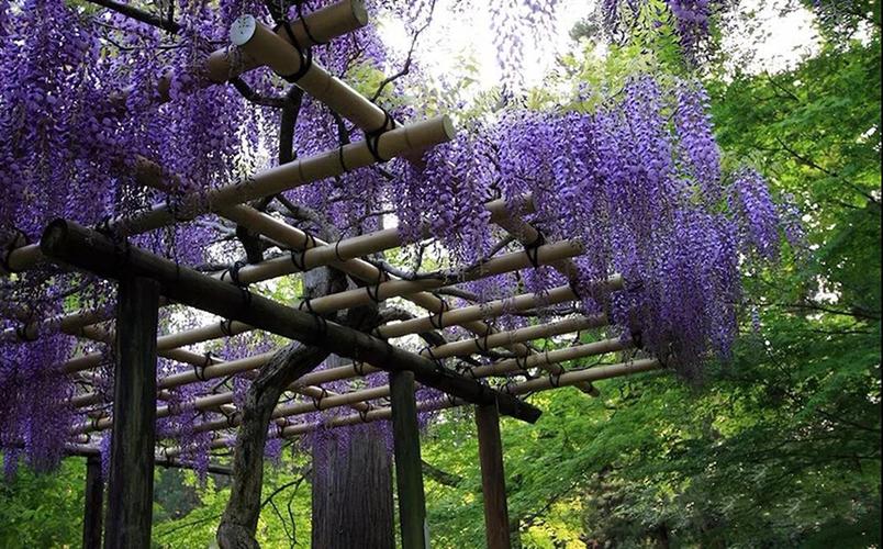 九尺紫藤规格紫藤品种九尺紫藤养护常识