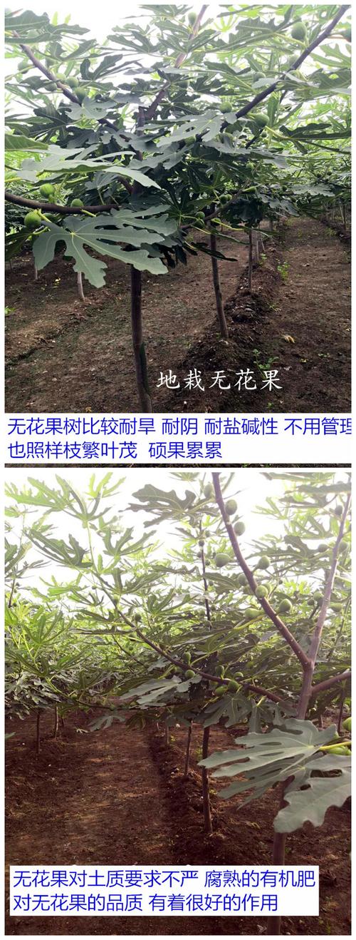 素颜无花果树果苗盆栽带土当年结果南方北方波姬红巴劳奈大无花果苗