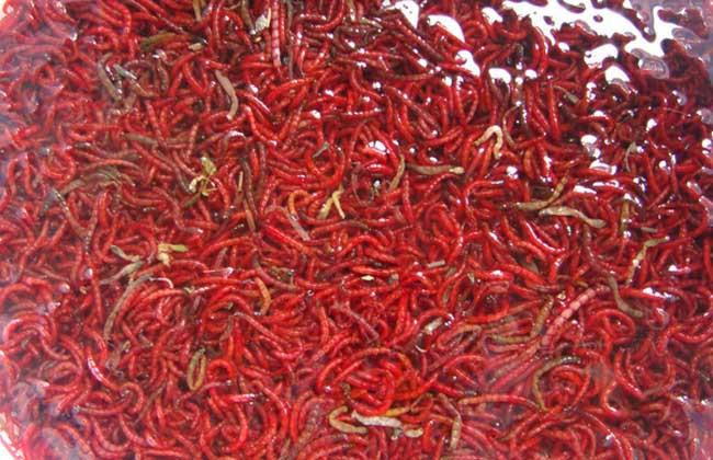 红虫养殖饲料