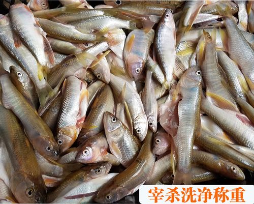 新鲜鱼水产桃花鱼马口鱼野生鱼鲜活淡水白条鱼刁子鱼野生溪水鱼花