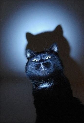 眼睛瞪得像铜铃,射出闪电般的机灵